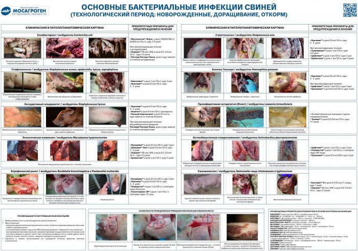 Плакат "Основные бактериальные инфекции свиней"