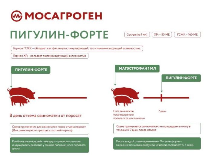 Пигулин® Форте: экспресс-помощь при проблемах с охотой у свиноматок